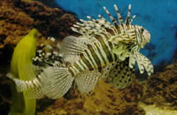 ddos在线攻击工具